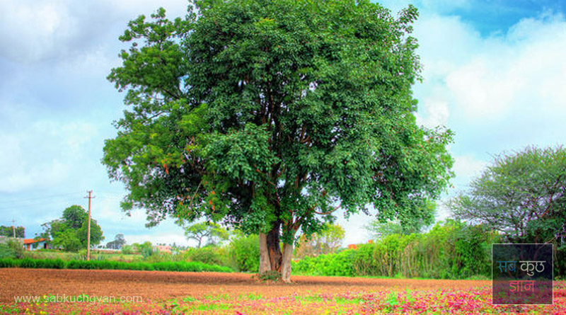 Some interesting information about trees, 90% of people will not know पेड़ों