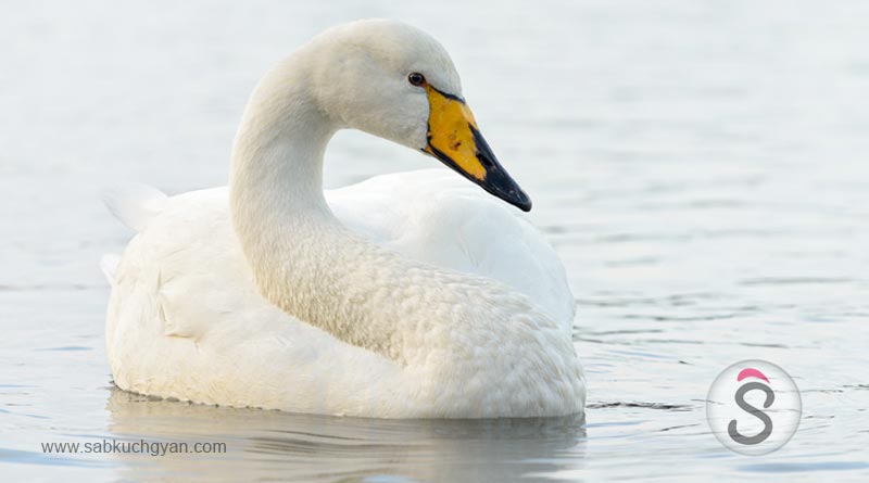 Whooper Swan 1