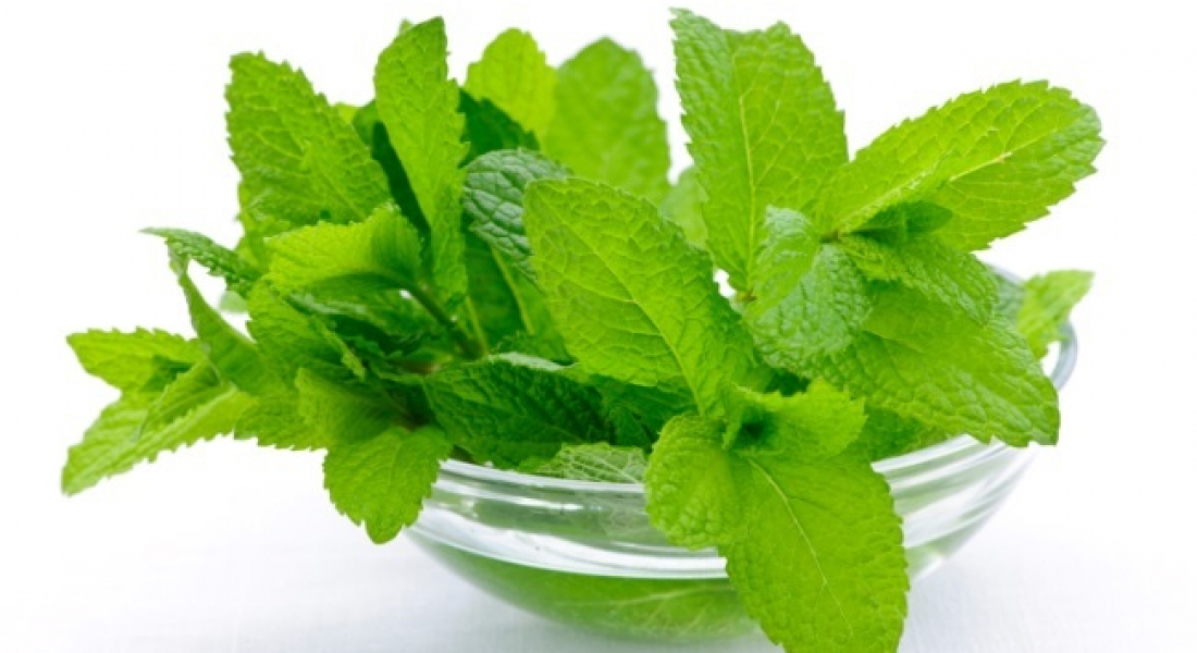 Know how effective the use of mint is for asthma patients पुदीने