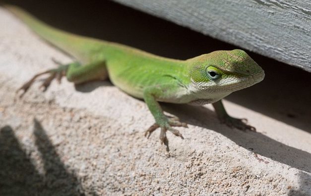 Know how you can run the lizard away from your house soon