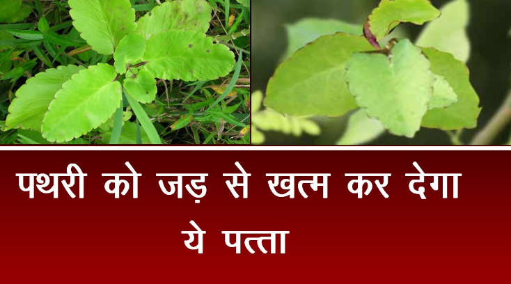 Use of this plant to get rid of Kidney stones and impotence. (2)