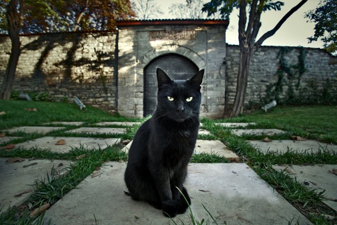 if-the-black-cat-cross-the-road-then-it-can-be-a-big-trouble