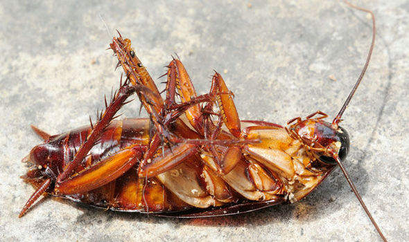 Easy ways to root out home cockroaches कॉकरोचों