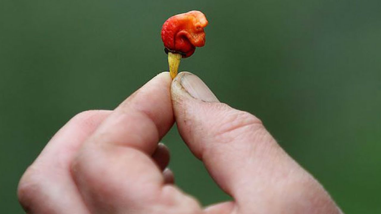 This is the world's fastest pepper