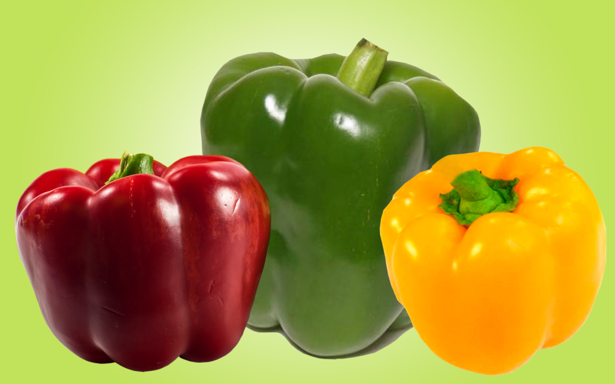 Capsicum increases weight loss and increases immunity शिमला