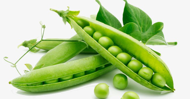 Pea seeds reduce the risk of cancer disease मटर