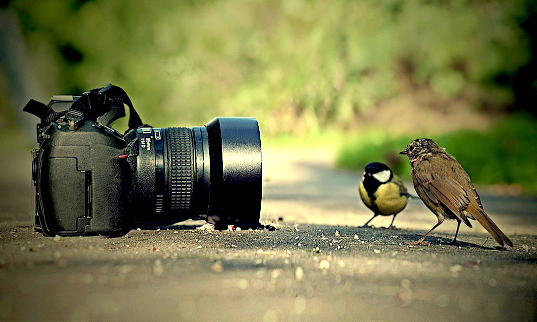 What career can be made in photography Click to know
