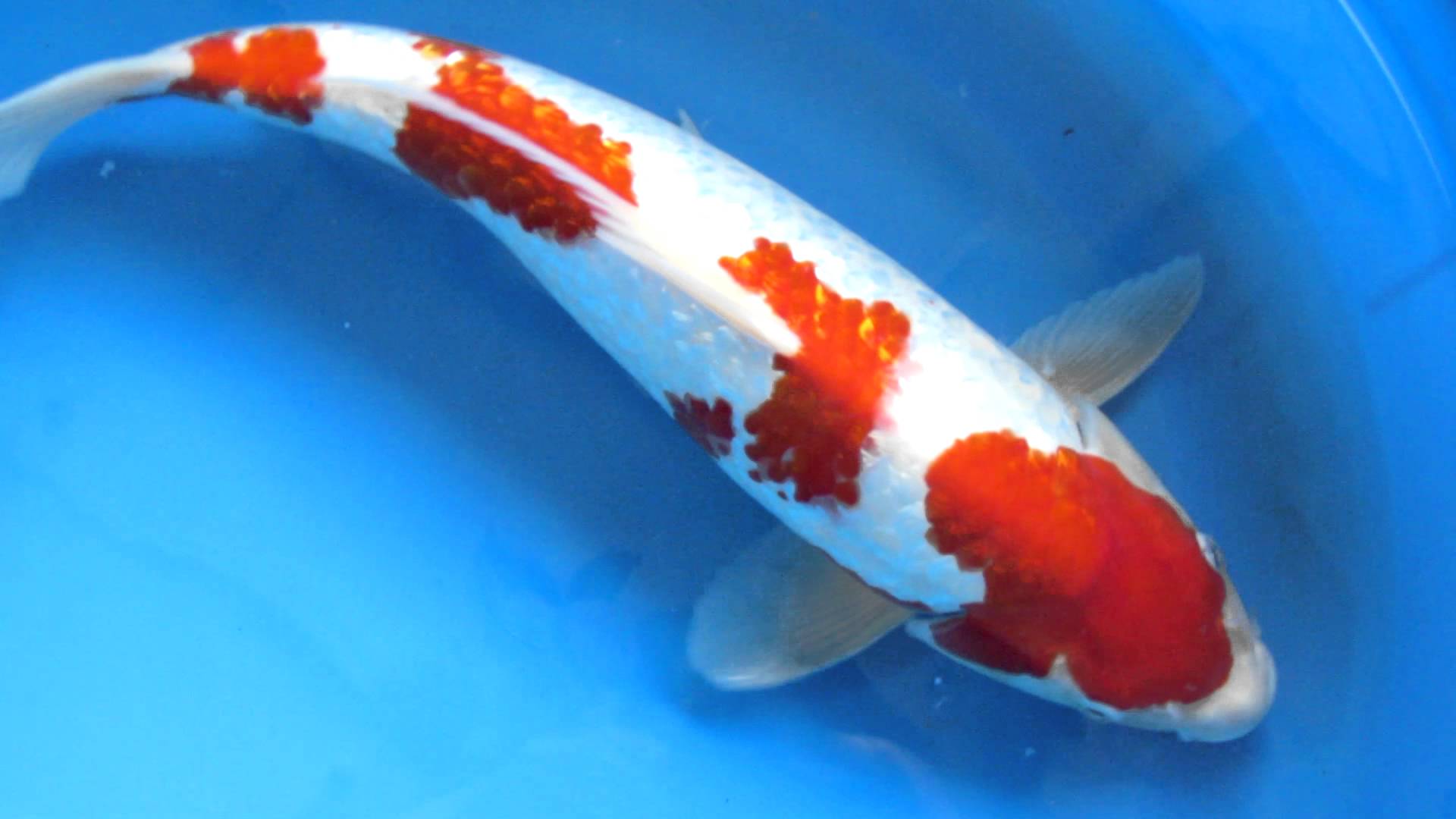 This fish is sold for $ 1.8 million, what is the main reason मछली