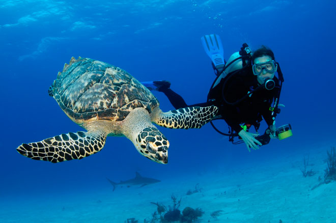 10 Fun Facts for Scuba Diving in Hindi