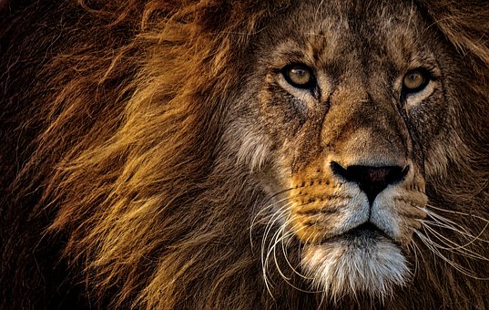 What is the scientific name of lion and 6 interesting things-