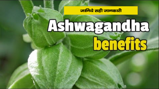 Ashwagandha Benefits in Hindi