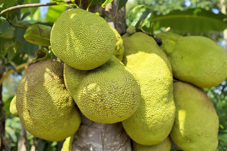 Jackfruit can be harmful for people with these four diseases कटहल
