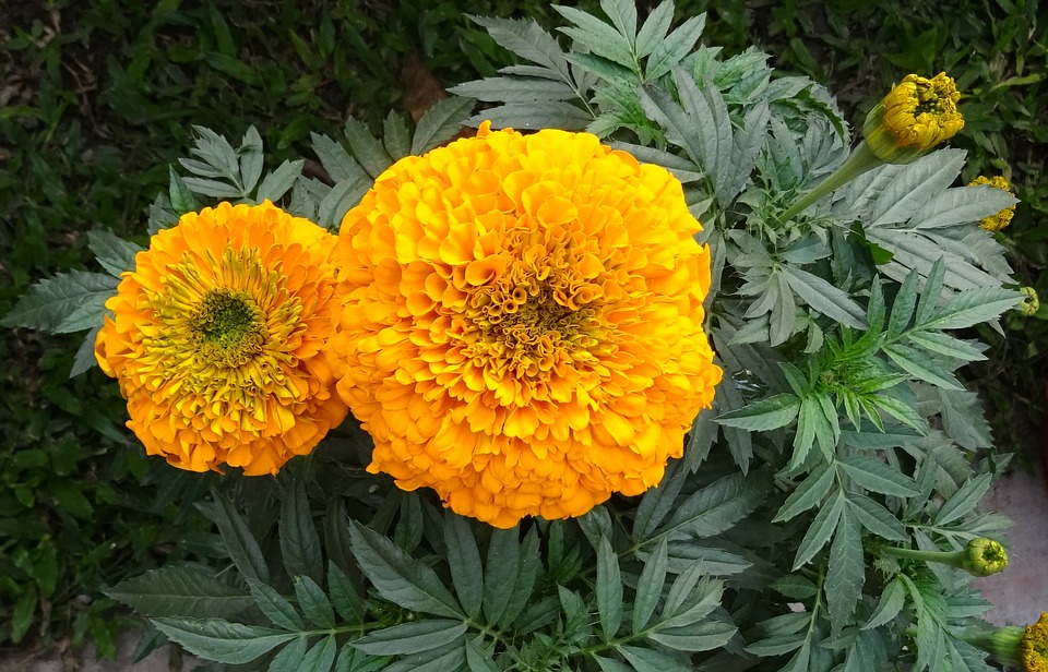 Marigold flower will give you benefits related to diseases and beauty गेंदे