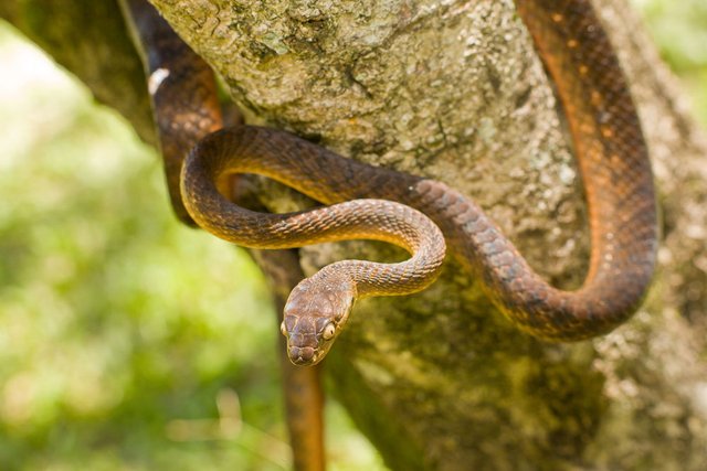 For this reason, snakes are wrapped with sandalwood tree, you will be surprised to know सांप