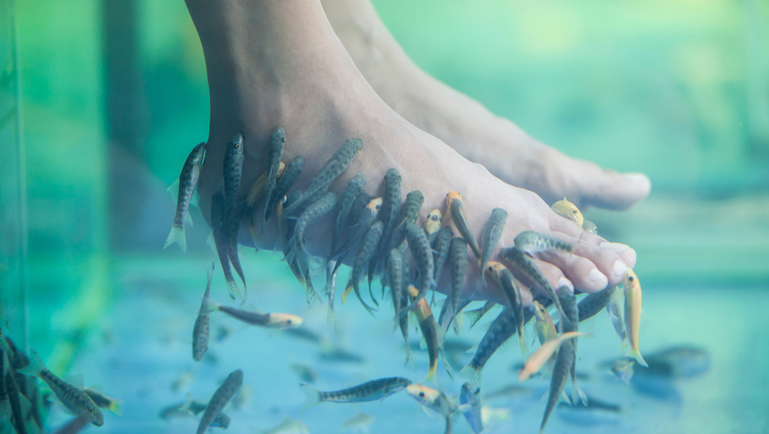 These are the advantages of fish pedicure to maintain the beauty of the feet पैरों