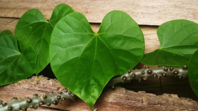 Know how to increase the platelets in your body with Giloy leaves.