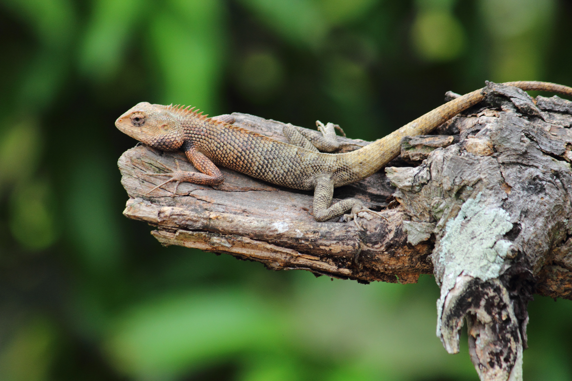 Here are some interesting chameleon things you may not have heard yet