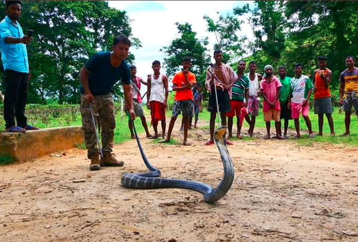 Viral Photos of 14 Feet Long King Cobra... Surprised to see this