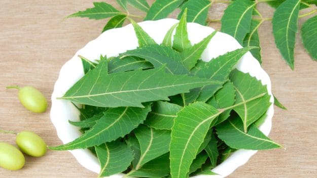 If you chew green leaves of this tree daily, you will get amazing benefits to the body पत्तियां