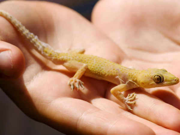 What results if you see lizards in the house or in which part of the body घर