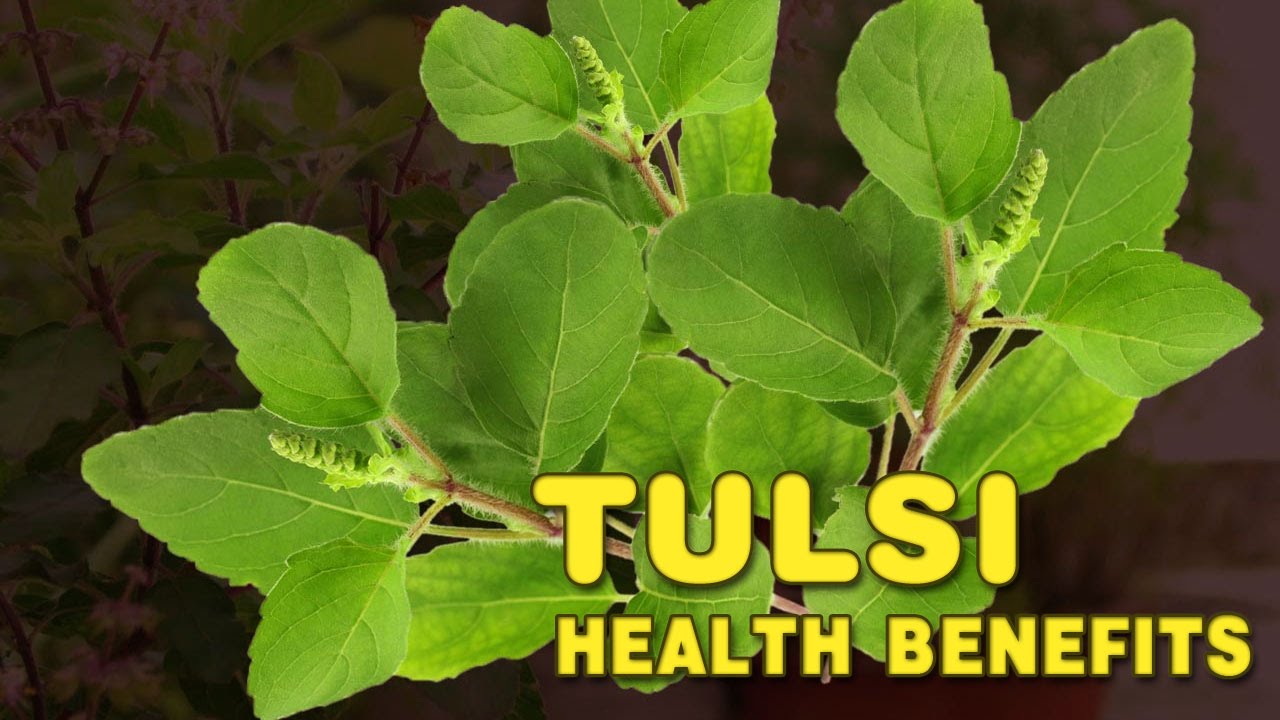 Tulsi occurring in every courtyard of India eliminates these five diseases from the root