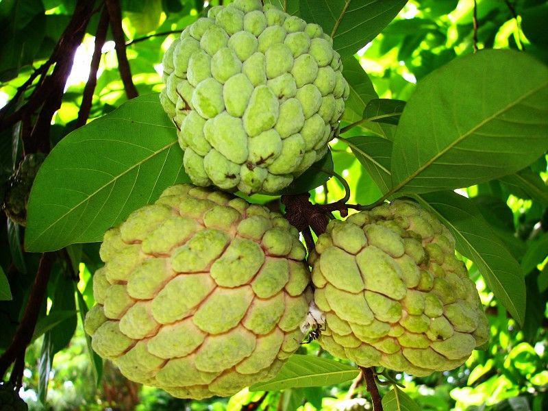 Consumption of custard apple removes these diseases from the body शरीफा