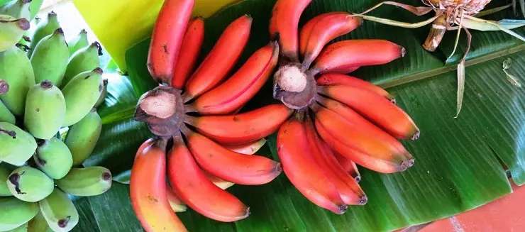 Do you know about the amazing benefits of red banana? लाल