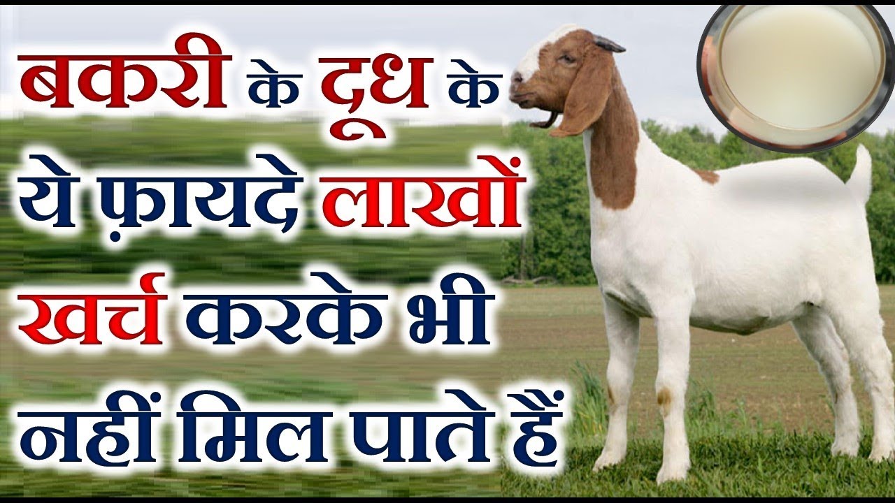 Advantages of goat milk, this milk is a panacea in various deadly diseases, eliminates serious disease from the root