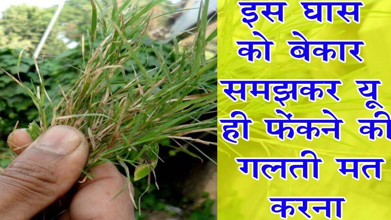 Do you know the panacea in these 11 diseases, if you do not know the grass, then you must know