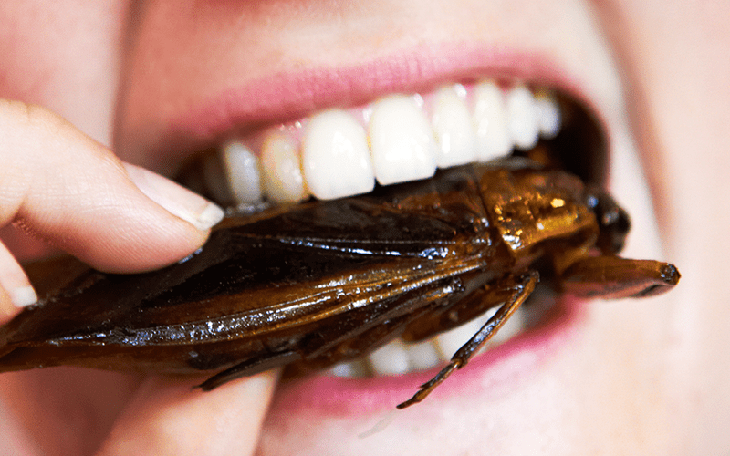Get ready to eat 5 delicious insects