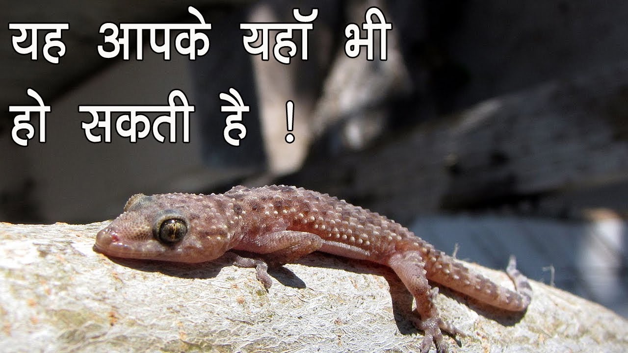 Why do these lizards sell for 1 crore rupees, know the full secret of it