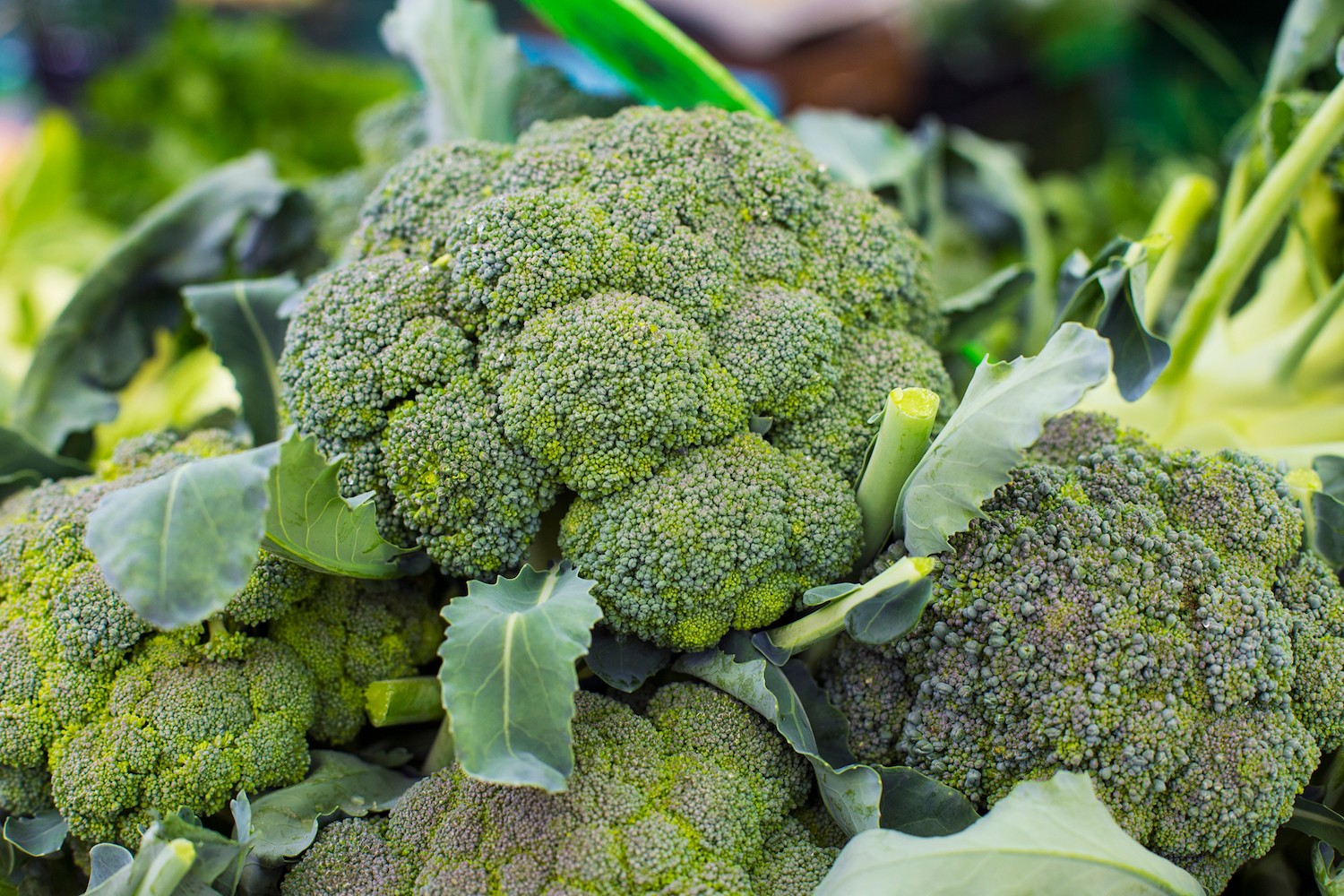 Broccoli plays a special role in prevention of cancer and hypertension ब्रोकोली