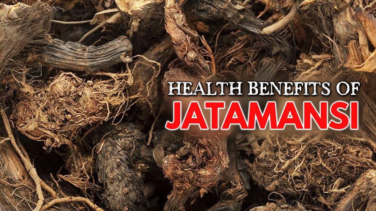 संजीवनी बूटी Jatamasi Health Benefits
