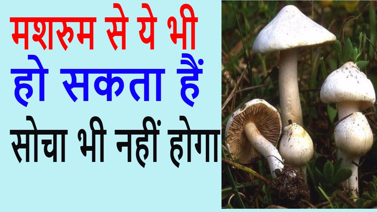 People who do not eat mushrooms will also start eating, knowing the benefits of its sting, these diseases are eliminated from the root