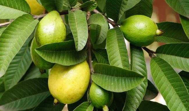 Guava leaves control blood sugar levels as well as obesity. अमरुद