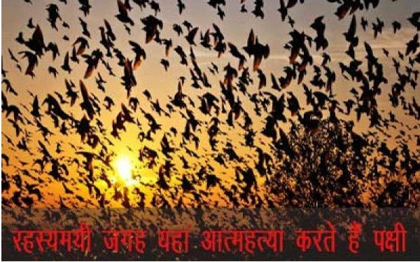 birds do suicide at this place of India , Know the name