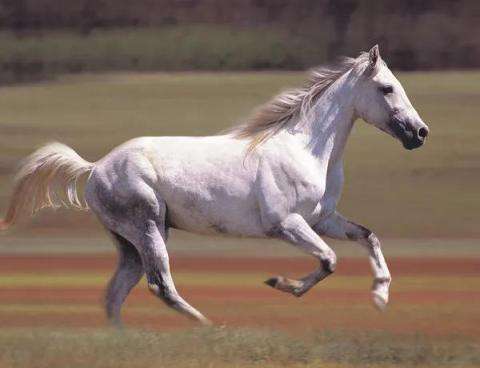 From 22,23,24,25 date, suddenly the white horse will run faster than the people of these 5 zodiac signs.