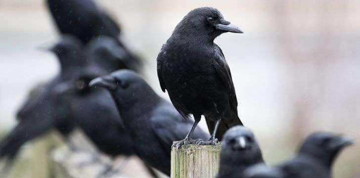 some-interesting-facts-about-crow-you-may-not-know-2 कौआ