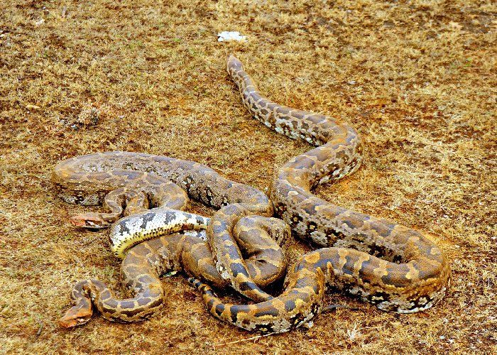 How the pythons saved a village in Chhattisgarh Know this interesting story
