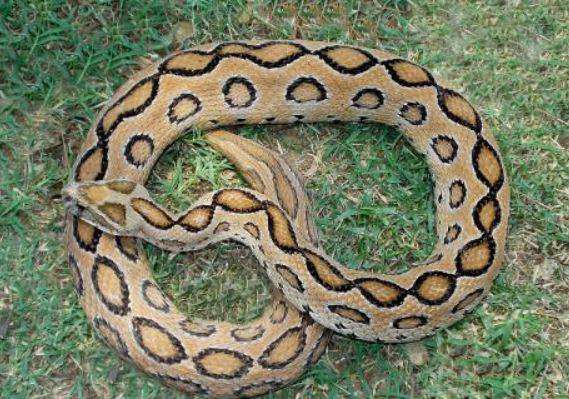These 3 types of poisonous snakes have given birth to many children in India, giving birth to 36 children