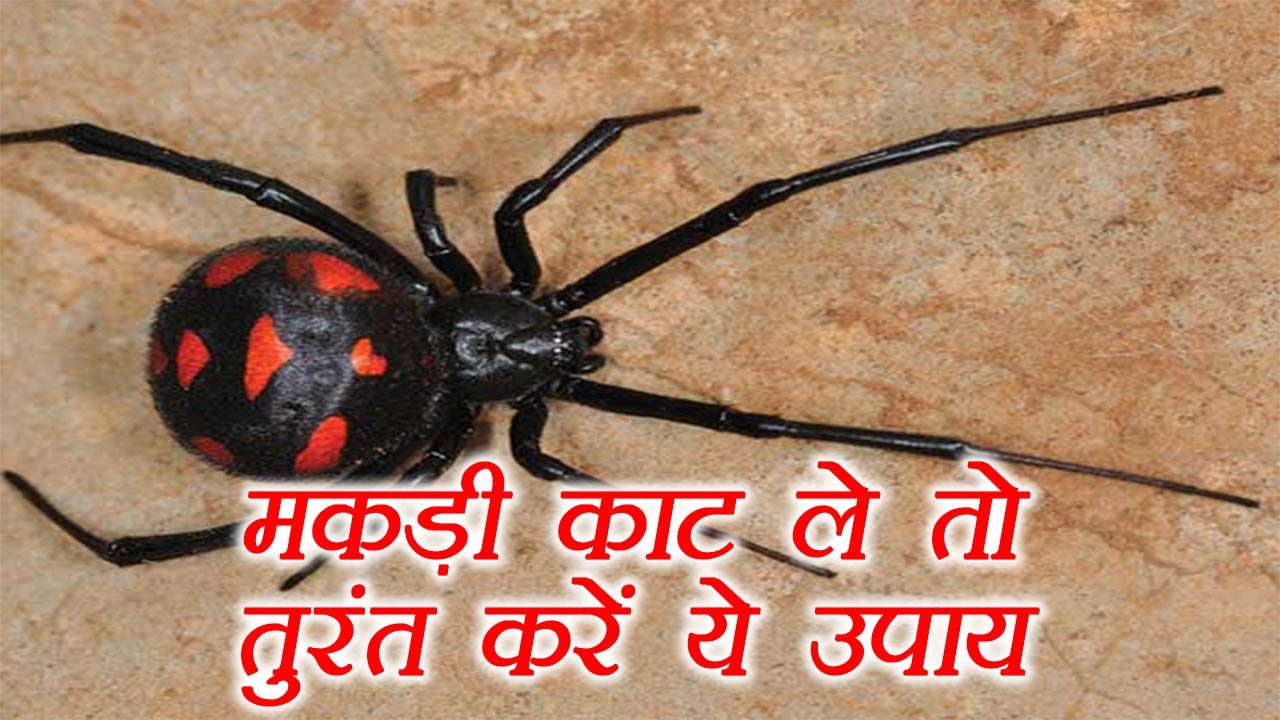 do these things immediately after spider bites you ,मकड़ी