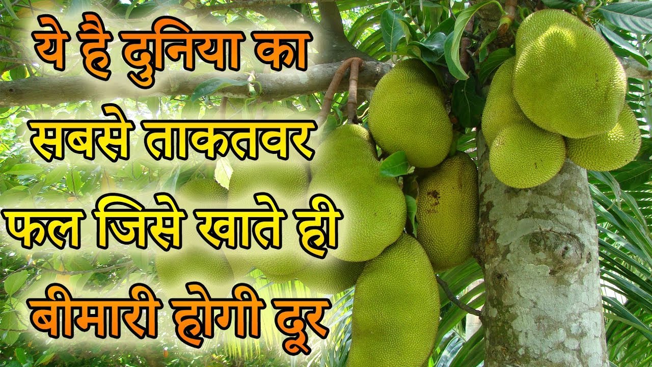 this is the powerful fruit of the world , ताक़तवर