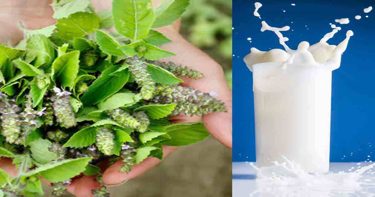 Boiling basil leaves in milk will cure these 5 serious diseases तुलसी