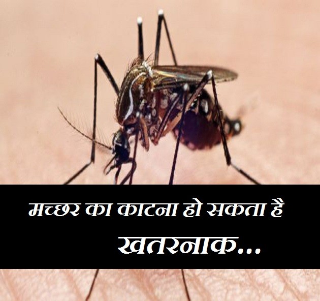 If you are troubled by mosquito bites, then follow this home remedy मच्छर