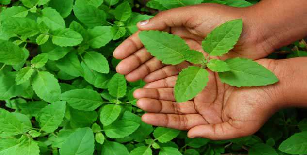 A small leaf of basil can be your big work, see now its benefits तुलसी