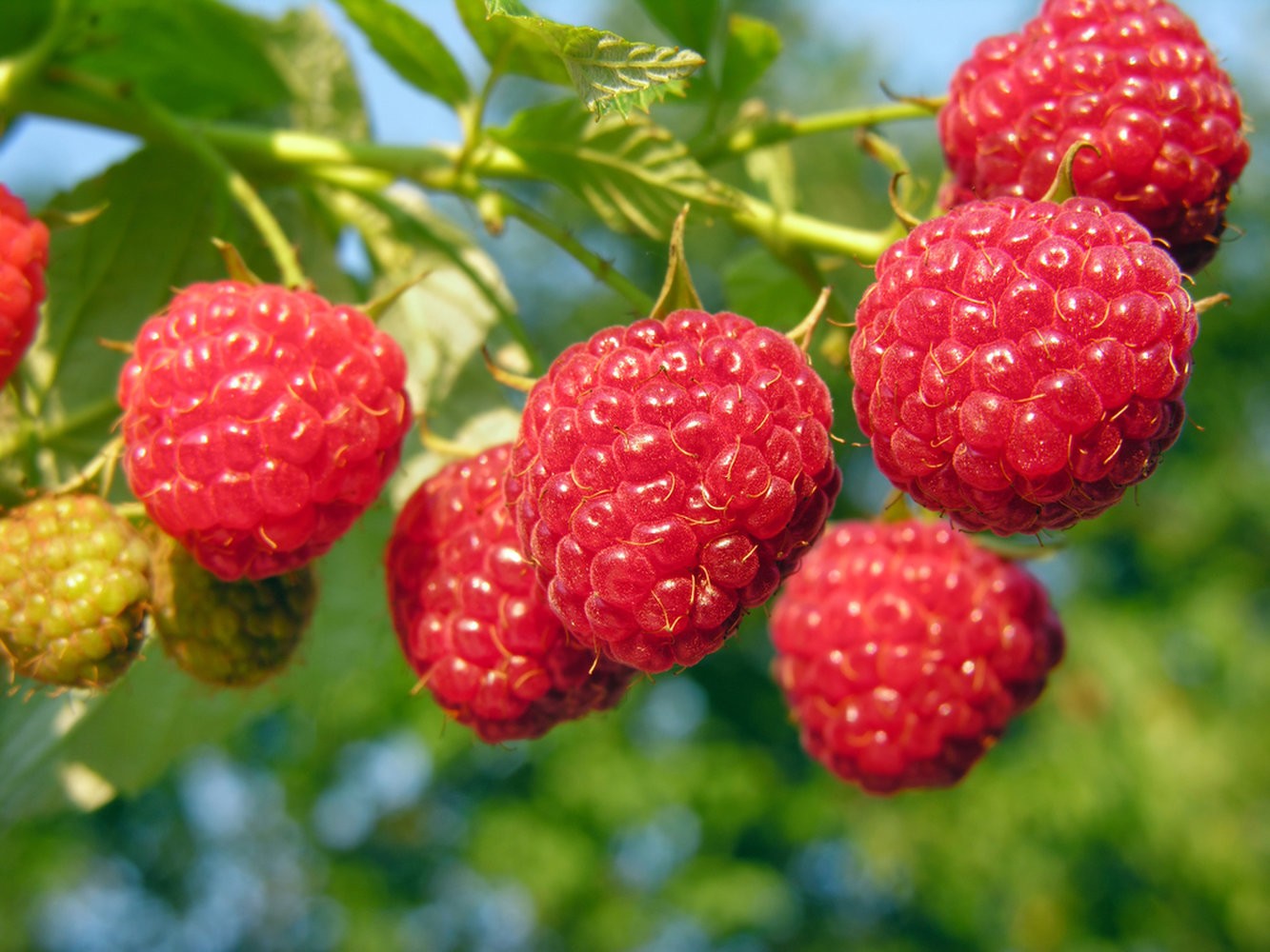 This fruit of raspberry will give you benefit in many of these diseases, now know रसभरी