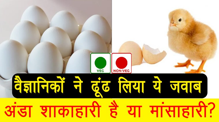 If you still don't know if the egg is vegetarian or non-vegetarian? So read here now