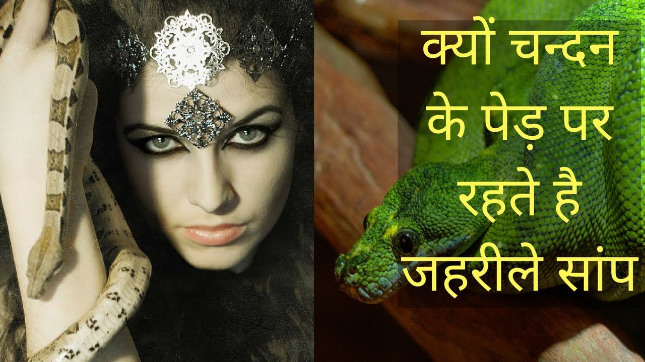 , why poisonous snakes live on the sandalwood tree, will be shocked चंदन