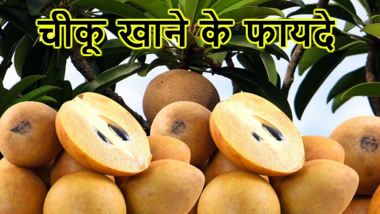 These benefits of Chiku will be astonishing to the knowledgeers, see you now चीकू