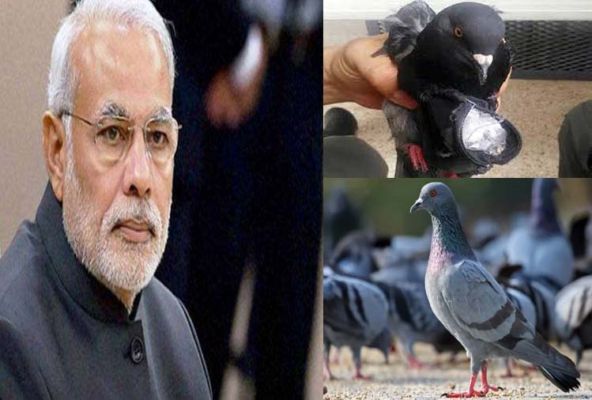 Pakistan was spying on Modi through pigeon, what is the conspiracy? पाकिस्तान